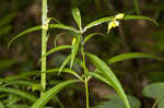 Lanceleaf loosestrife